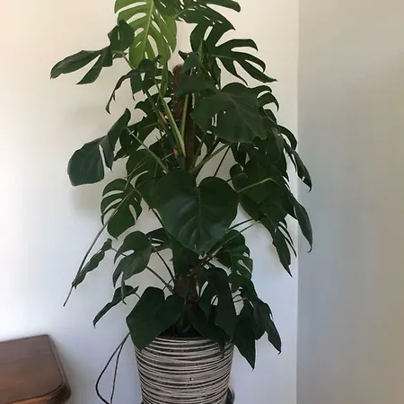 De Oude Wasserij 住宿加早餐酒店 3*