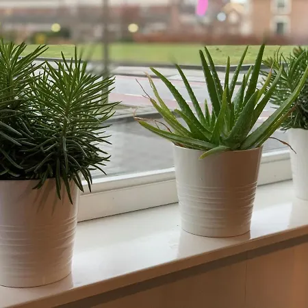 住宿加早餐酒店 De Oude Wasserij