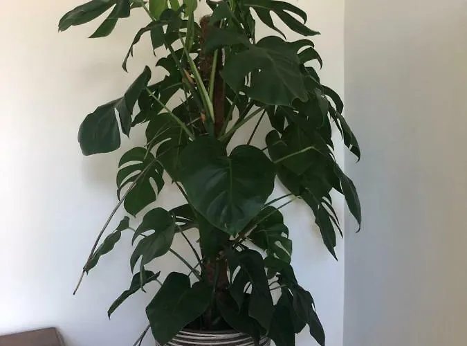 De Oude Wasserij Bed & Breakfast 3*