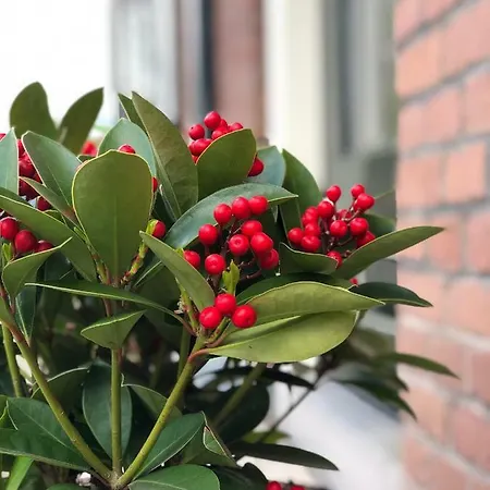 De Oude Wasserij 3* Doesburg